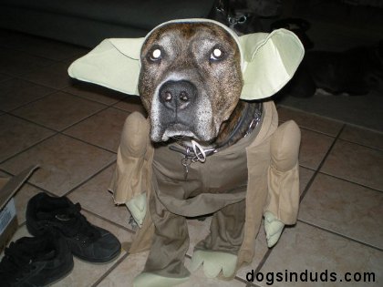 yoda dog costume star wars yoda quotes pit bull dog costume